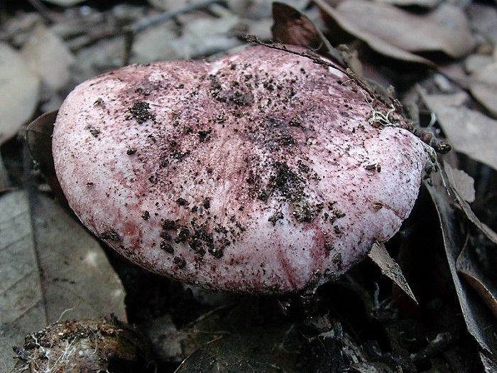 879 Dicembre vecchio ritrovamento